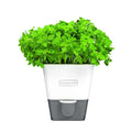 Conservateur Cole & Mason pour herbes fraiches en pot - 1 place