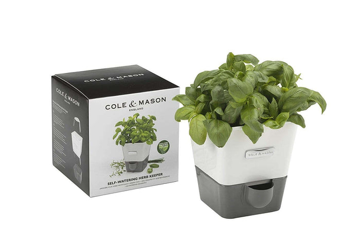 Conservateur Cole & Mason pour herbes fraiches en pot - 1 place